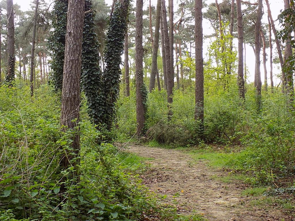 Verblijfpark De Brem Lille Eksteriør billede